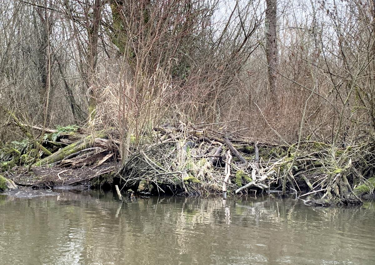 Beaver rambler