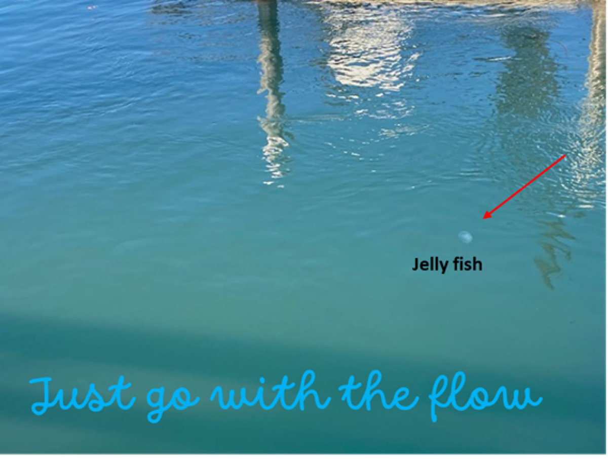 Jellyfish just go with the flow