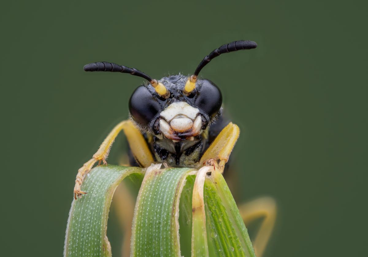 A single wasp perched on a leaf